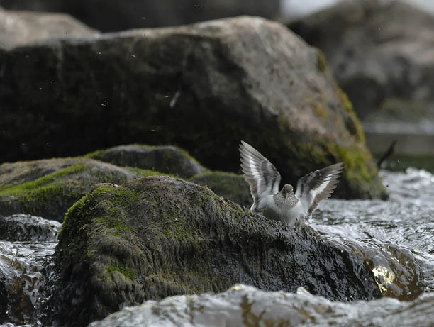 Rantasipi, Common Sandpiper, Actitis hypoleucos